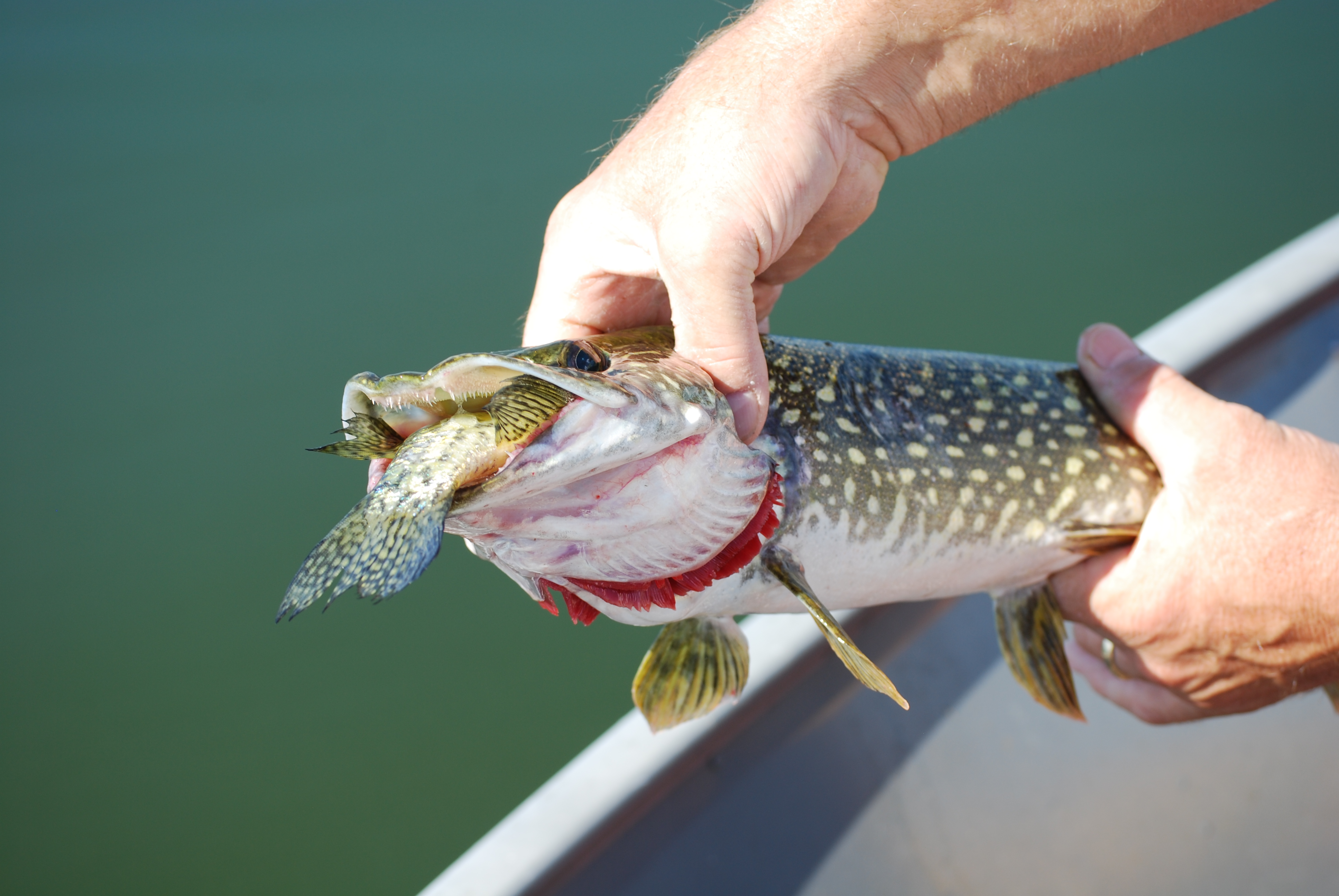 A large nothern pike being held on main steps leading to main dock at cabin o pines