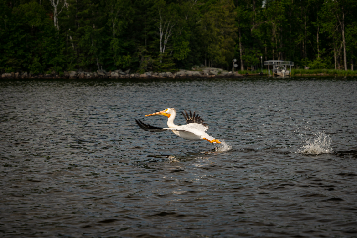 Pelican Lake Pelican Orr MN