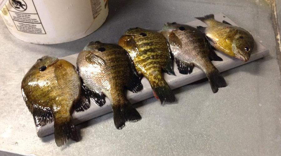 Giant Bluegills caught on Pelican Lake, Orr, MN