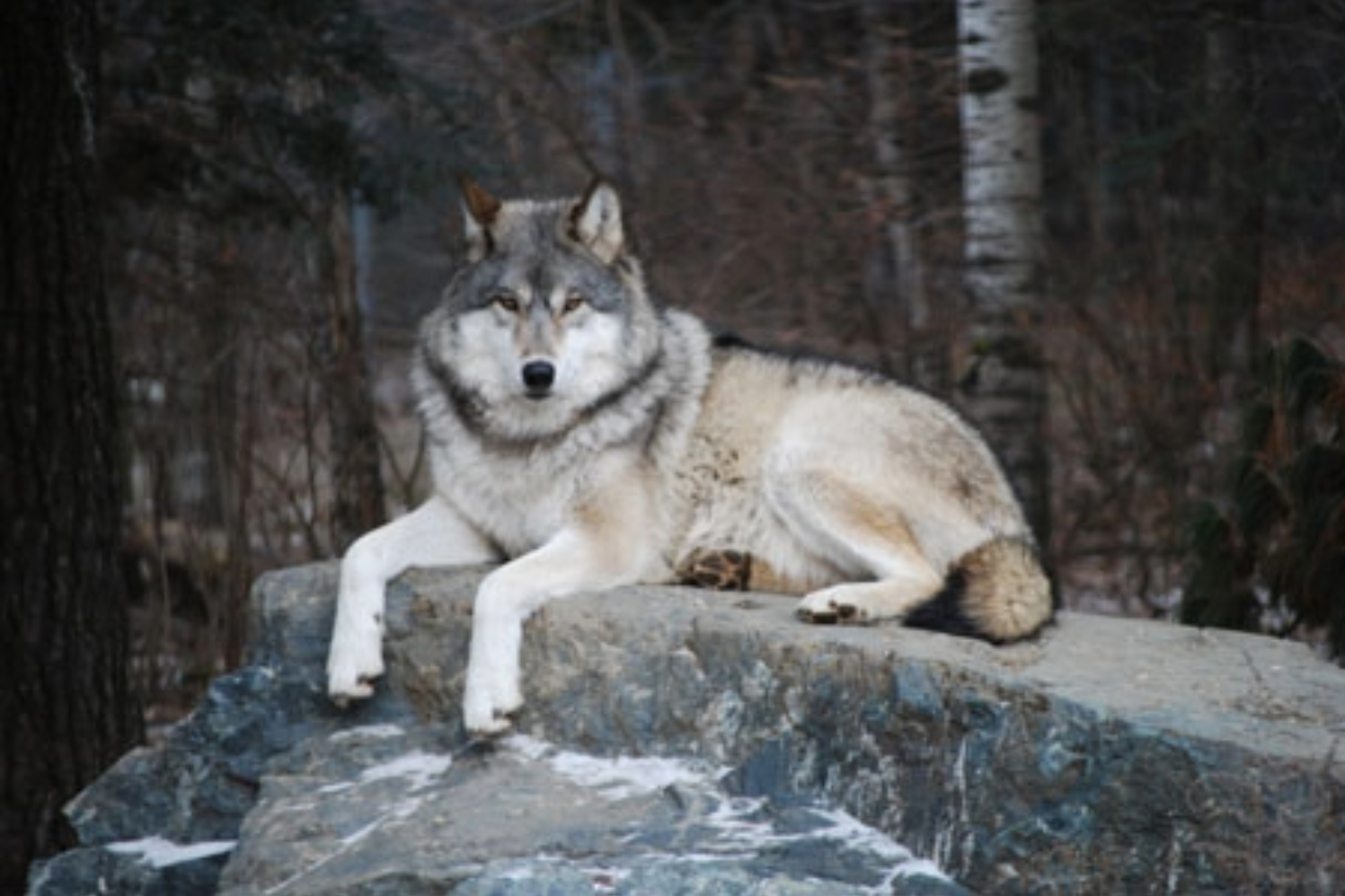 Pelican Lake Grey Wolf Orr, MN